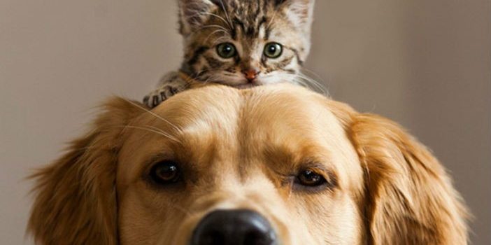 Shampoo antipulci per cani e gatti fatto in casa