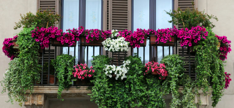 Giardino sul balcone e loggia: 25 idee