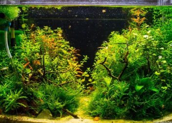 Come creare un acquario stile iwagumi: 20 idee