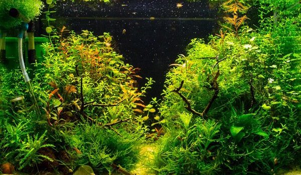 Come creare un acquario stile iwagumi: 20 idee