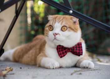 Abbigliamento divertente per i gatti: 28 foto-idee