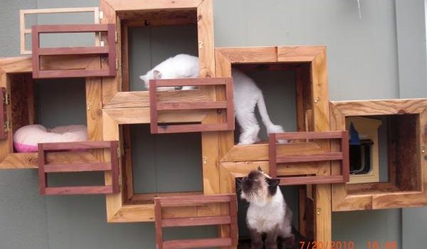 Parco giochi per gatti: 20 idee per piccoli appartamenti