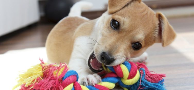 Giocattoli fatti a mano per animali domestici