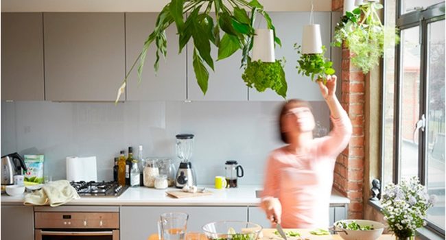 Come crescere le erbe in cucina. 24 idee