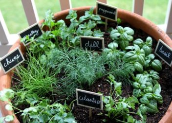 Piante di casa: 20 idee