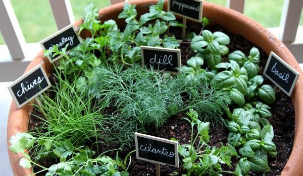 Piante di casa: 20 idee