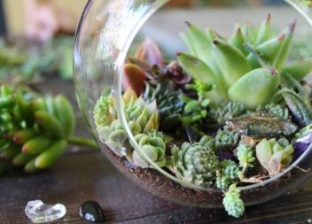 Idee su come piantare piante succulente