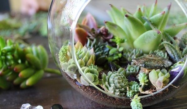 Idee su come piantare piante succulente