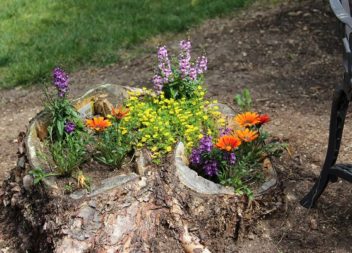 16 idee su tronchi d'albero per giardino e cortile