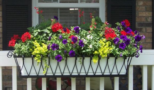 21 idee su fiori sulle finestre