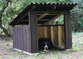 Come improvvisare la cuccia per cane: foto-lezione