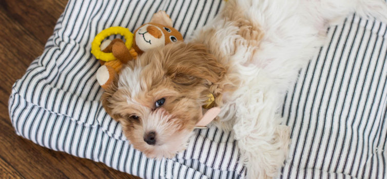 Collare carino per il vostro cane: master-class