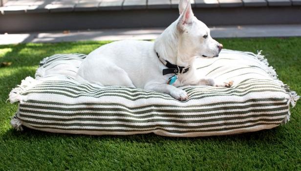 Cuscino per cane