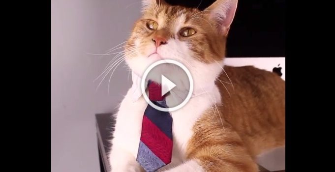 Collare con la cravatta per il gatto fatto a mano