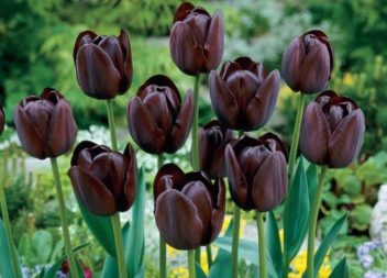 10 fiori insoliti per nel vostro giardino