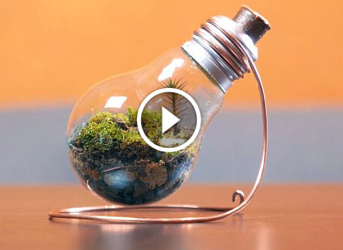 Creazione del terrarium nella lampada. Video tutorial!