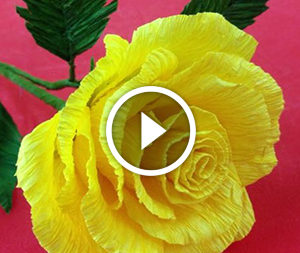 Rosa di carta. Video-lezione