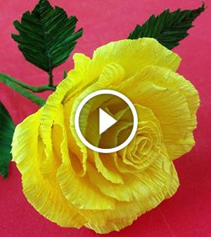Rosa di carta. Video-lezione